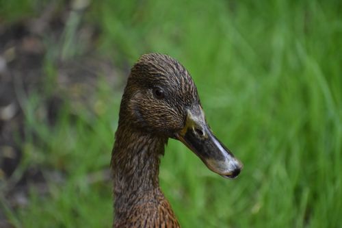 Free Detailed close-up of a Mallard duck in a grassy area, Belgium. Stock Photo