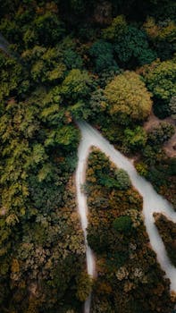 Aerial view of a forest with winding pathways surrounded by rich autumn foliage.