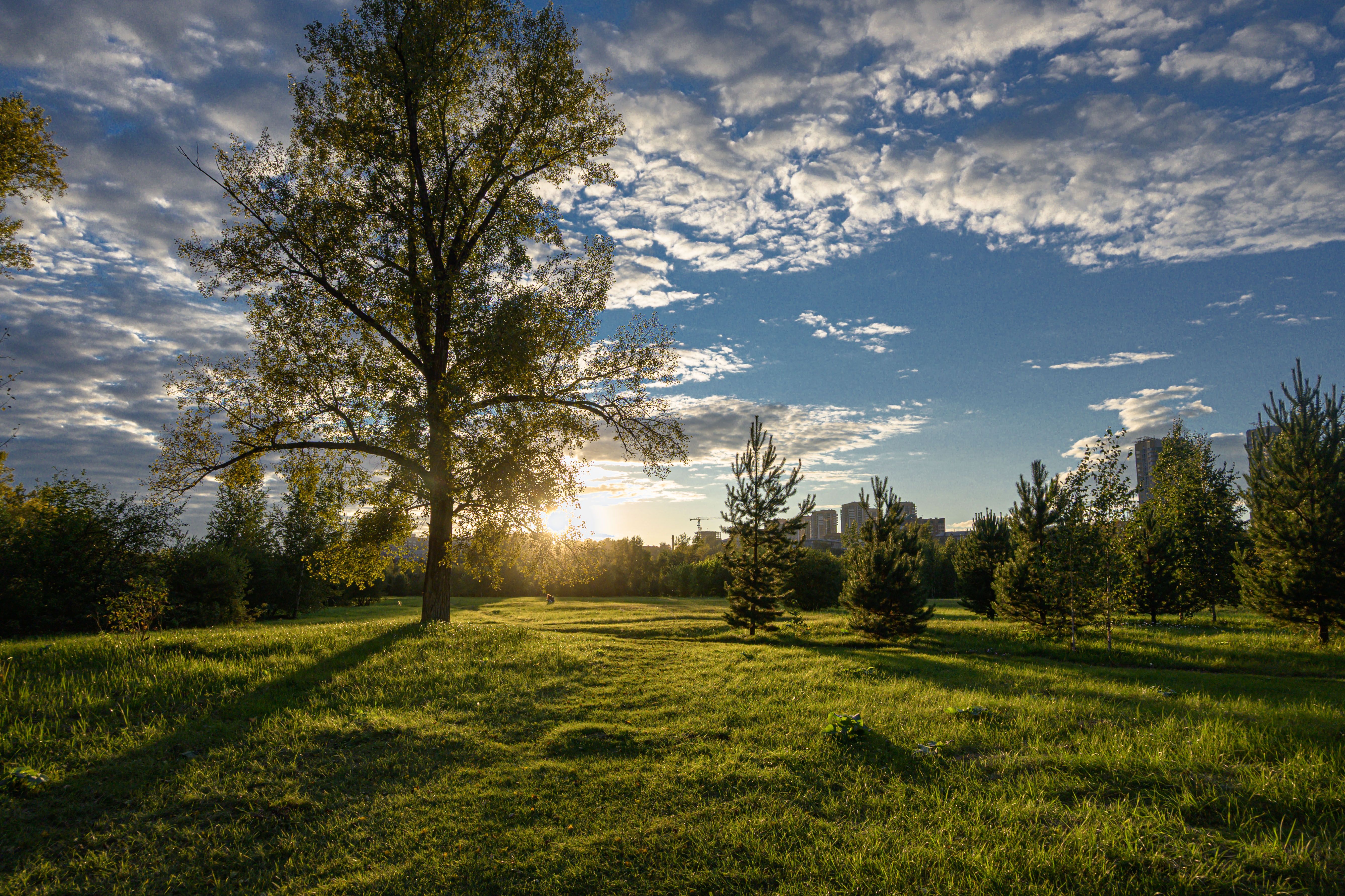 Scenic Park Landscape at Sunset with Skyline View · Free Stock Photo