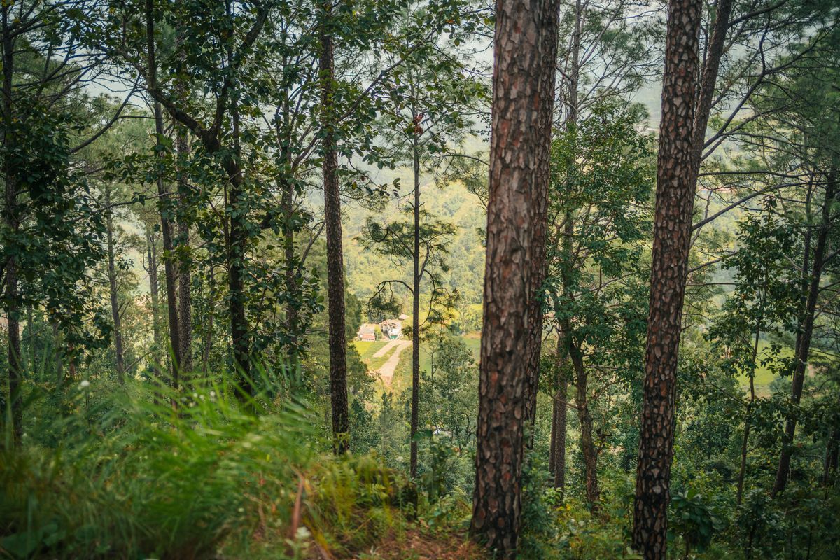 Serene dense forest landscape in the Indian countryside, reflecting Hazaribagh's Chota Nagpur Plateau setting