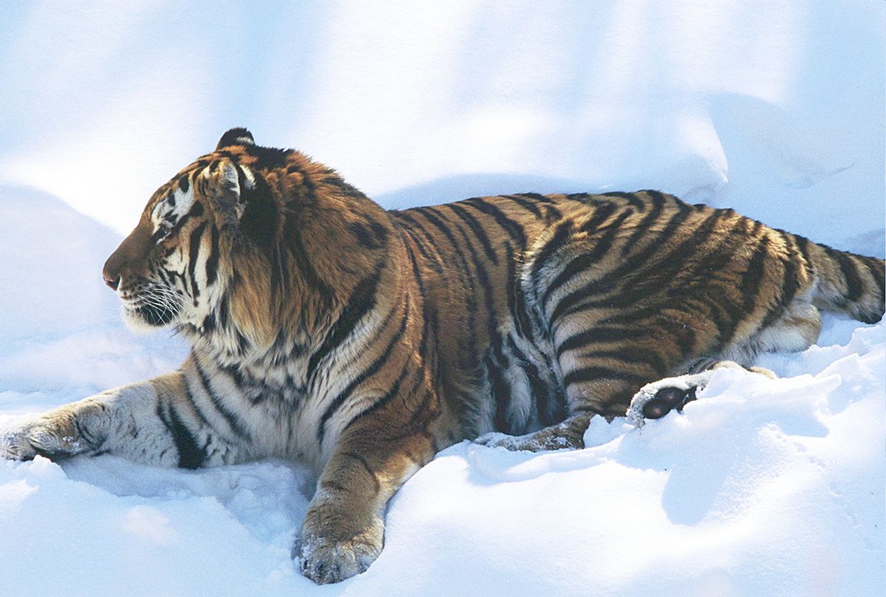 elegant siberian tiger panthera tigris altaica lying in snow at minnes