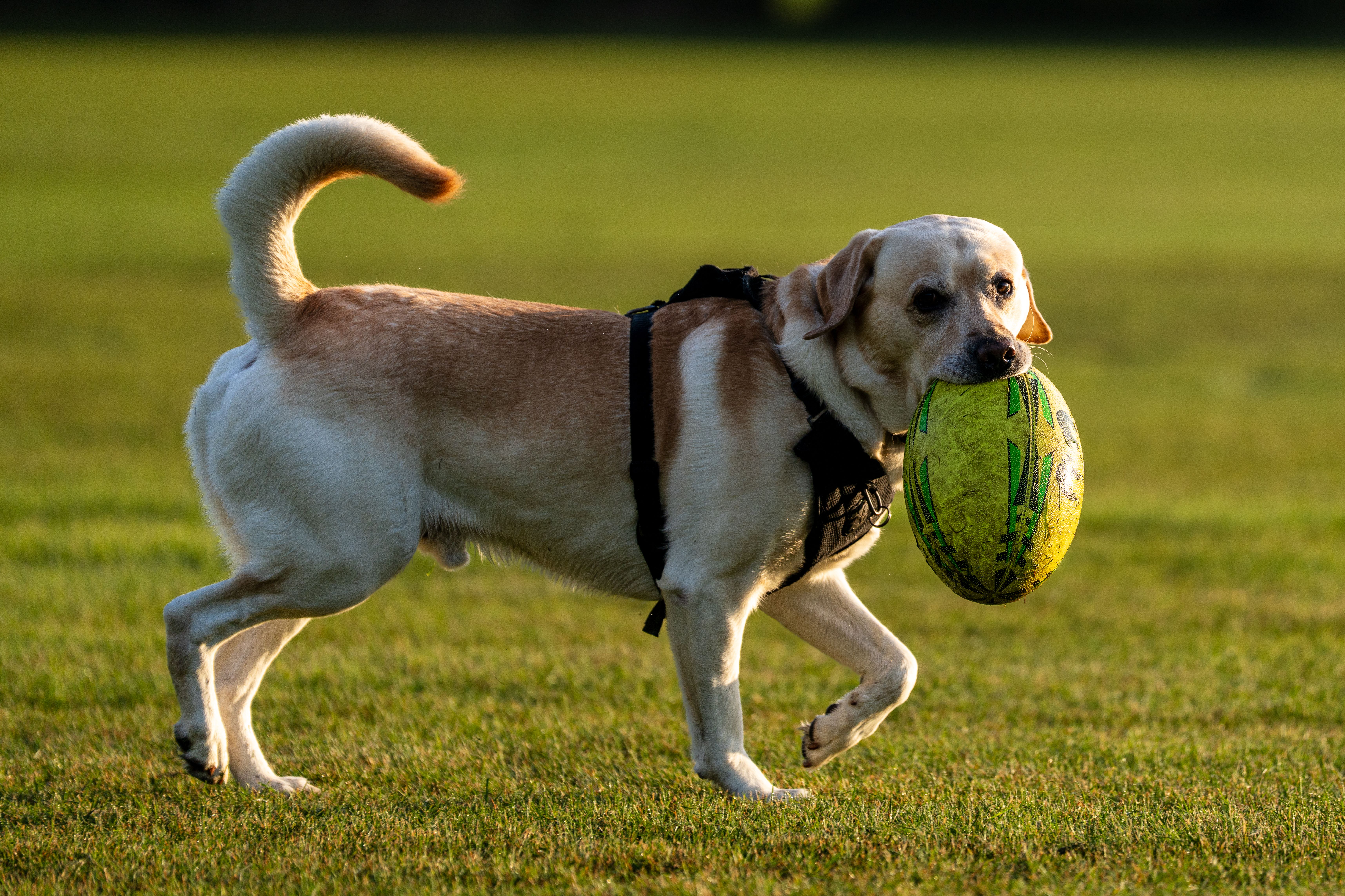 Labrador Retriever joyfully plays with a rugby ball on a sunny day in the park.