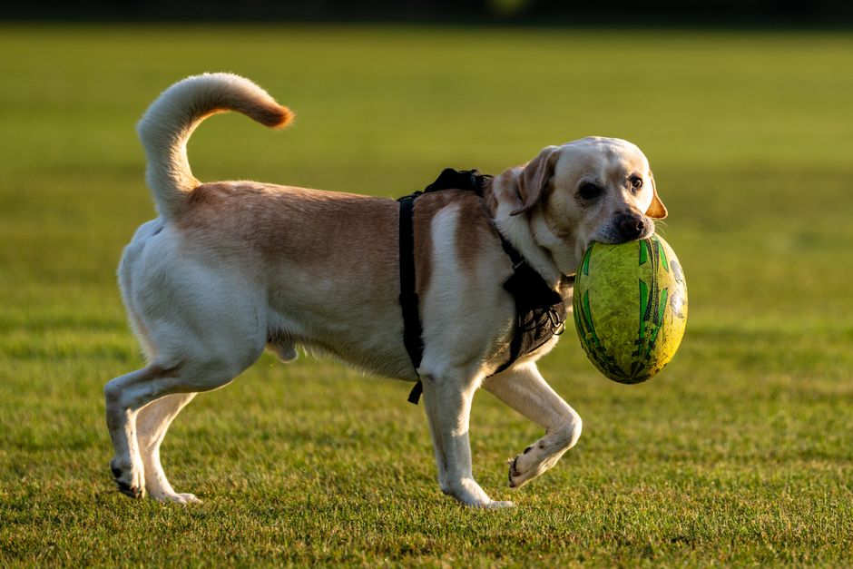 Labrador Retriever joyfully plays with a rugby ball on a sunny day in the park.