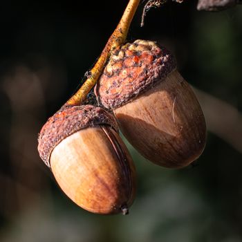 Tree Nuts 
