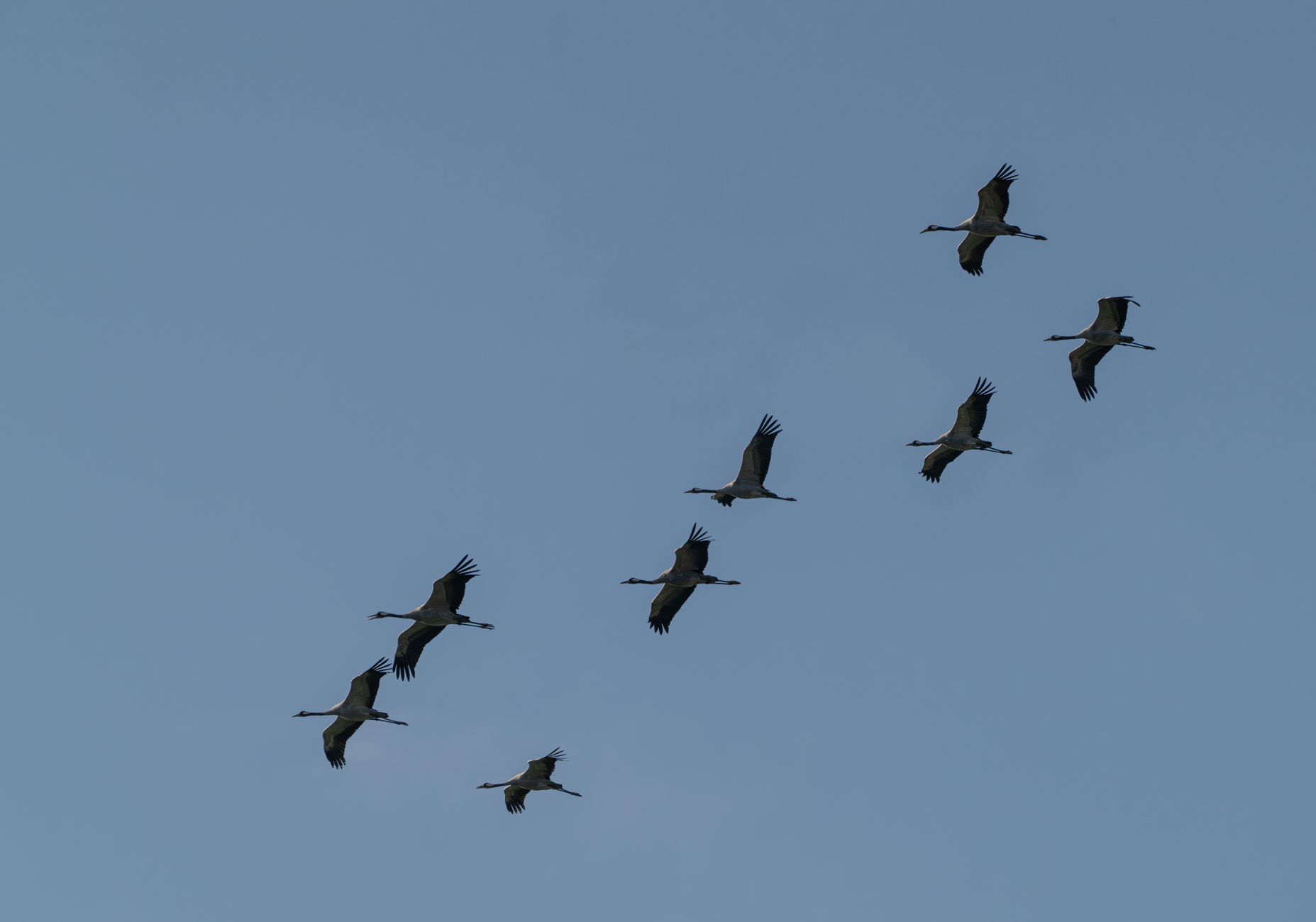 Vogelzug über die Ostseeküste