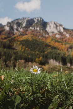 Single Daisy in Mountain Meadow