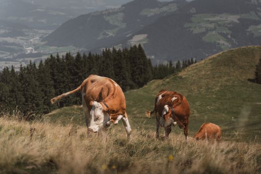 Cows grazing peacefully on a lush alpine pasture in Wildschönau, Tyrol, Austria.