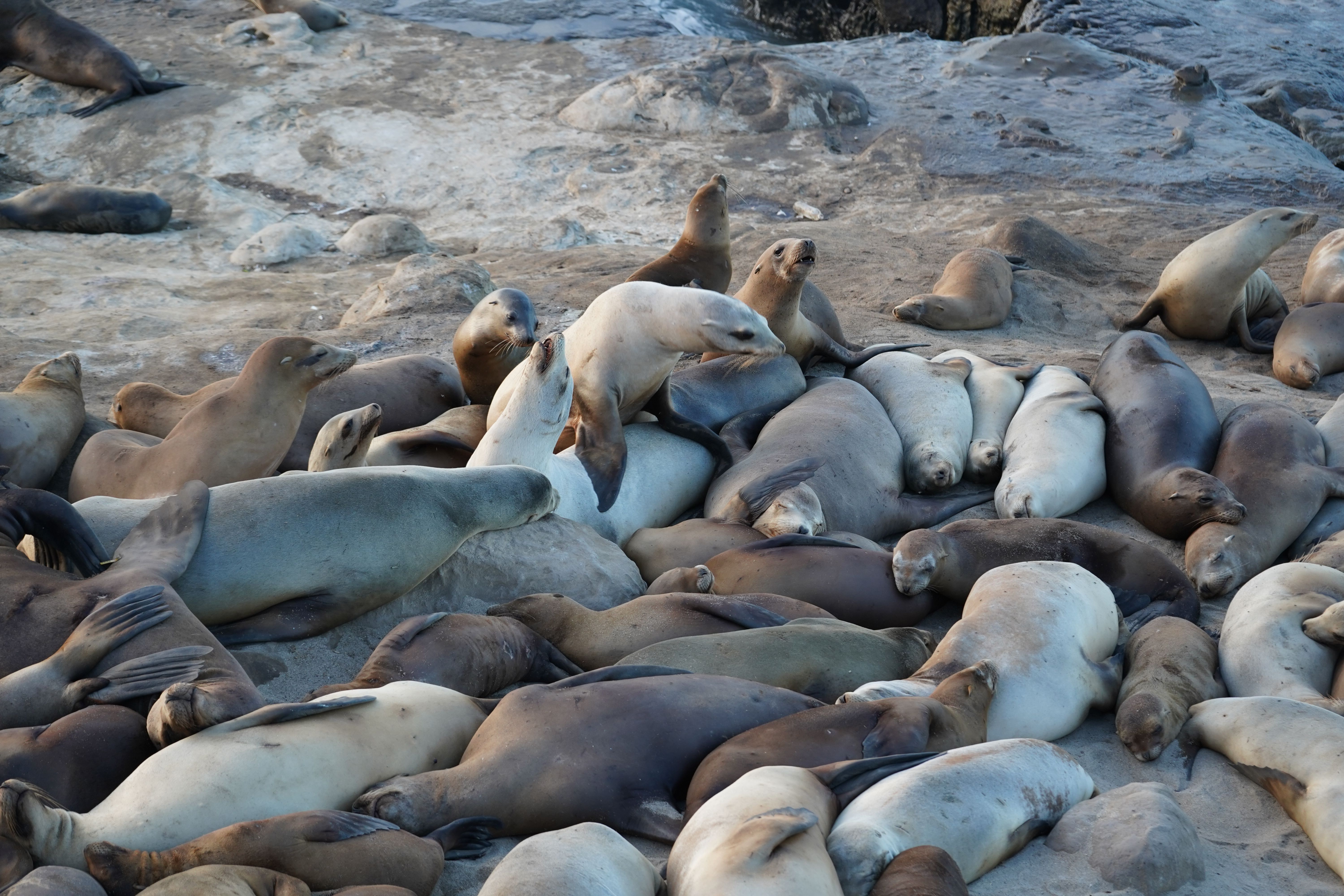 Seals resting on the coast near Seal Beach California