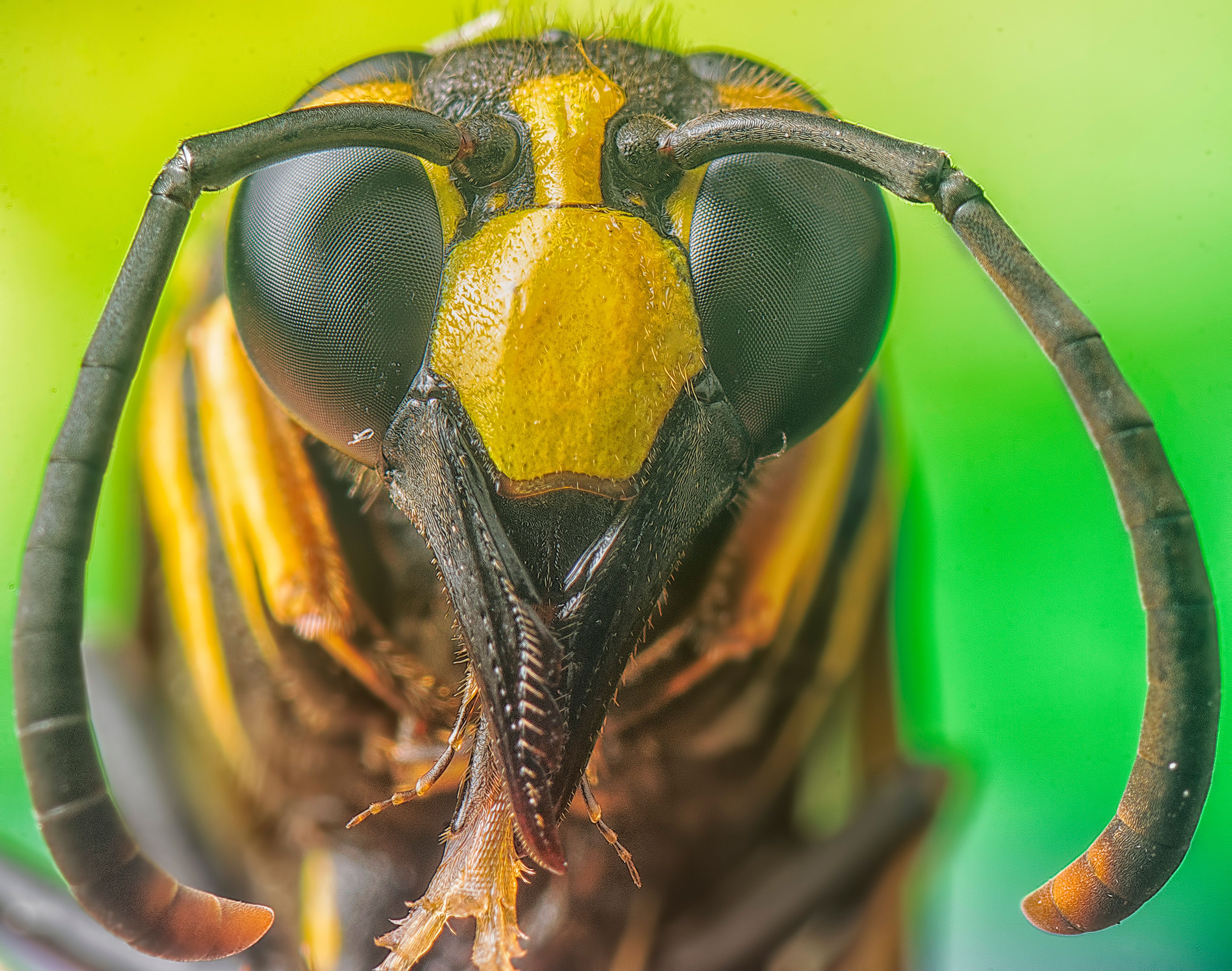 Close-Up Macro Shot of a Vibrant Hornet · Free Stock Photo