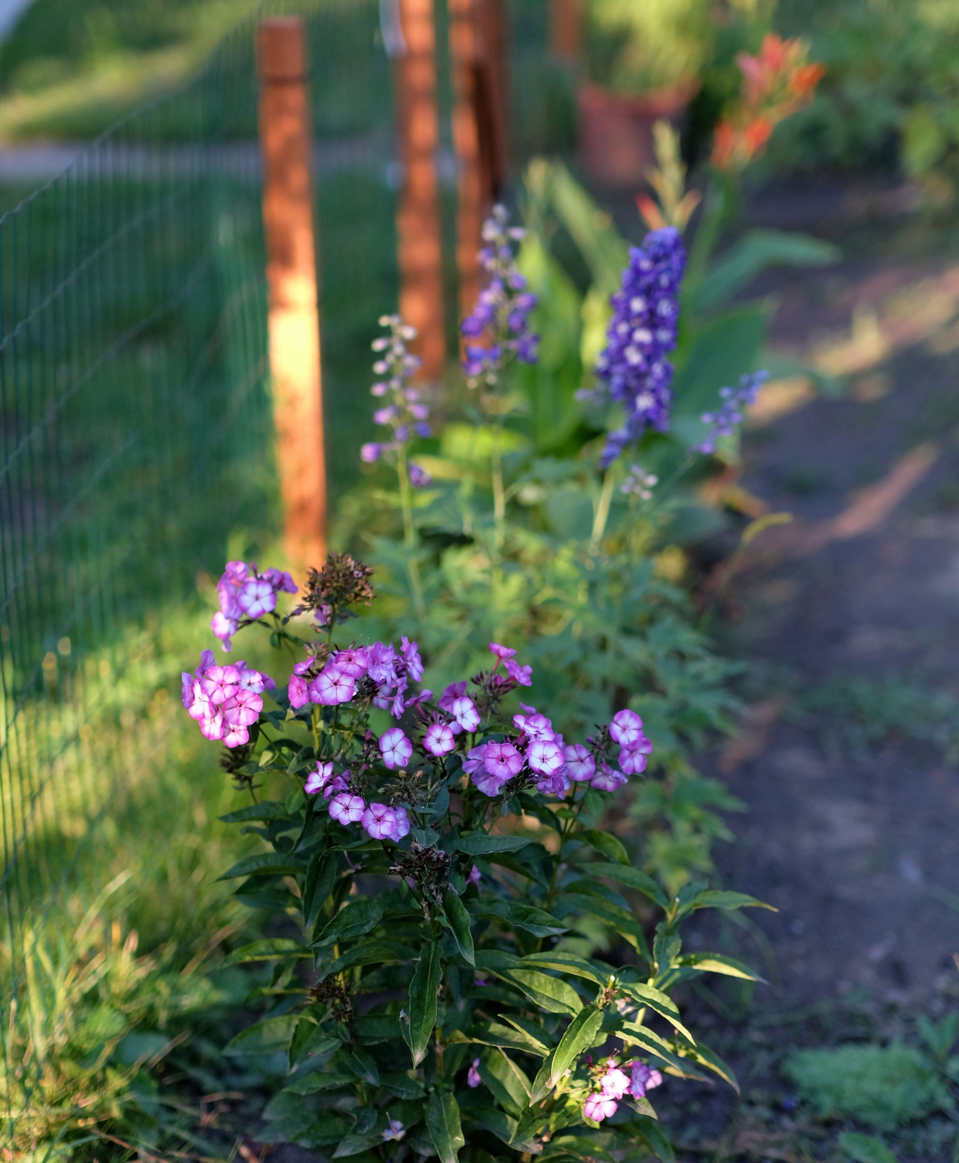 Planting and borders