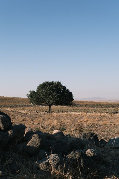 Free A lone tree stands amidst a rocky, dry field under a clear blue sky, showcasing nature's resilience. Stock Photo