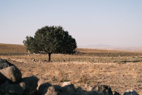 Free A solitary tree stands in a dry, open field under a clear blue sky. Stock Photo