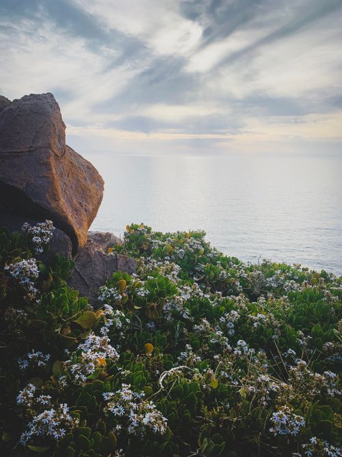 Free Tranquil coastal scene featuring rocks, flowers, and a serene seascape under a cloudy sky. Stock Photo
