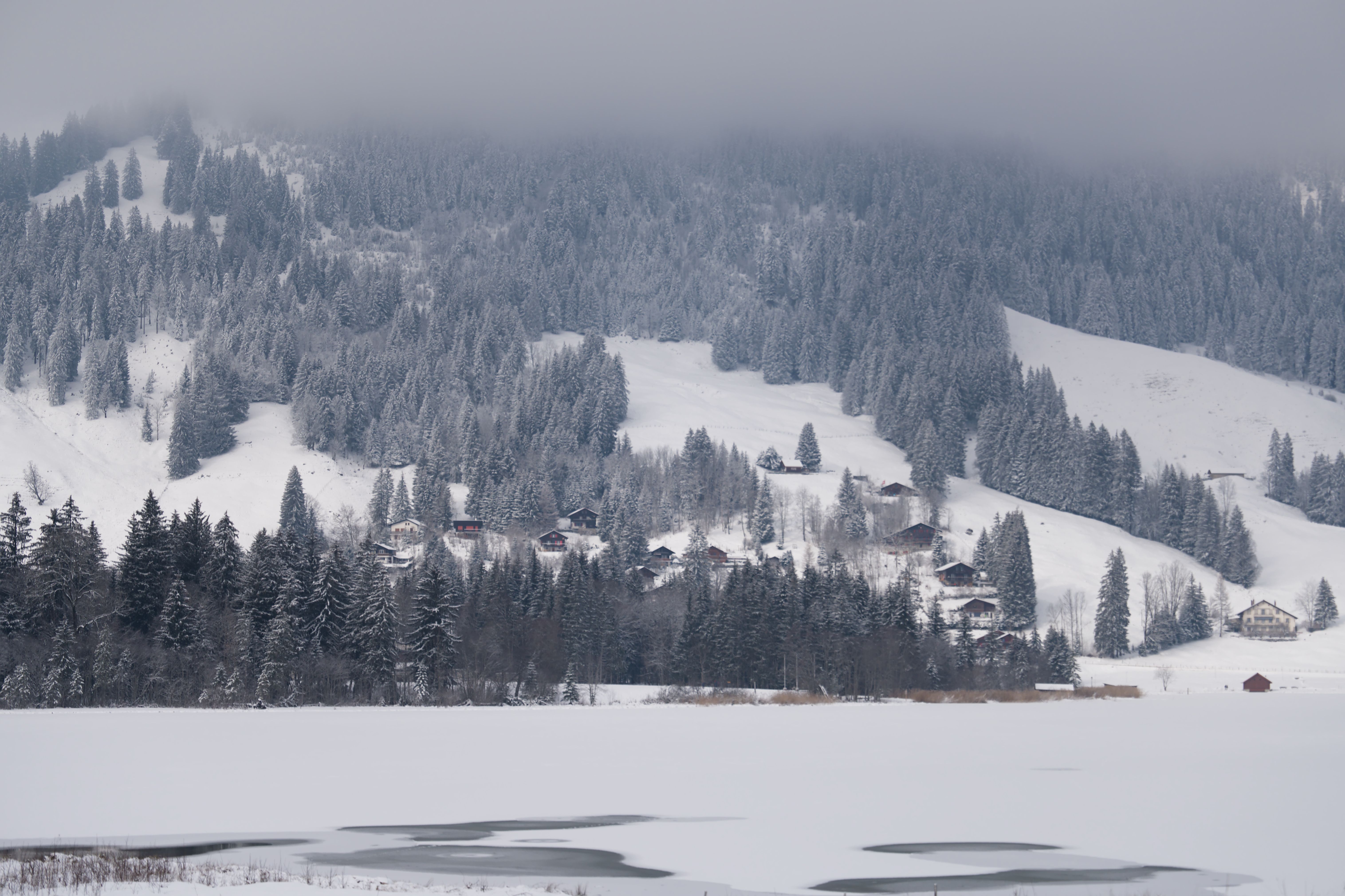 Saanen