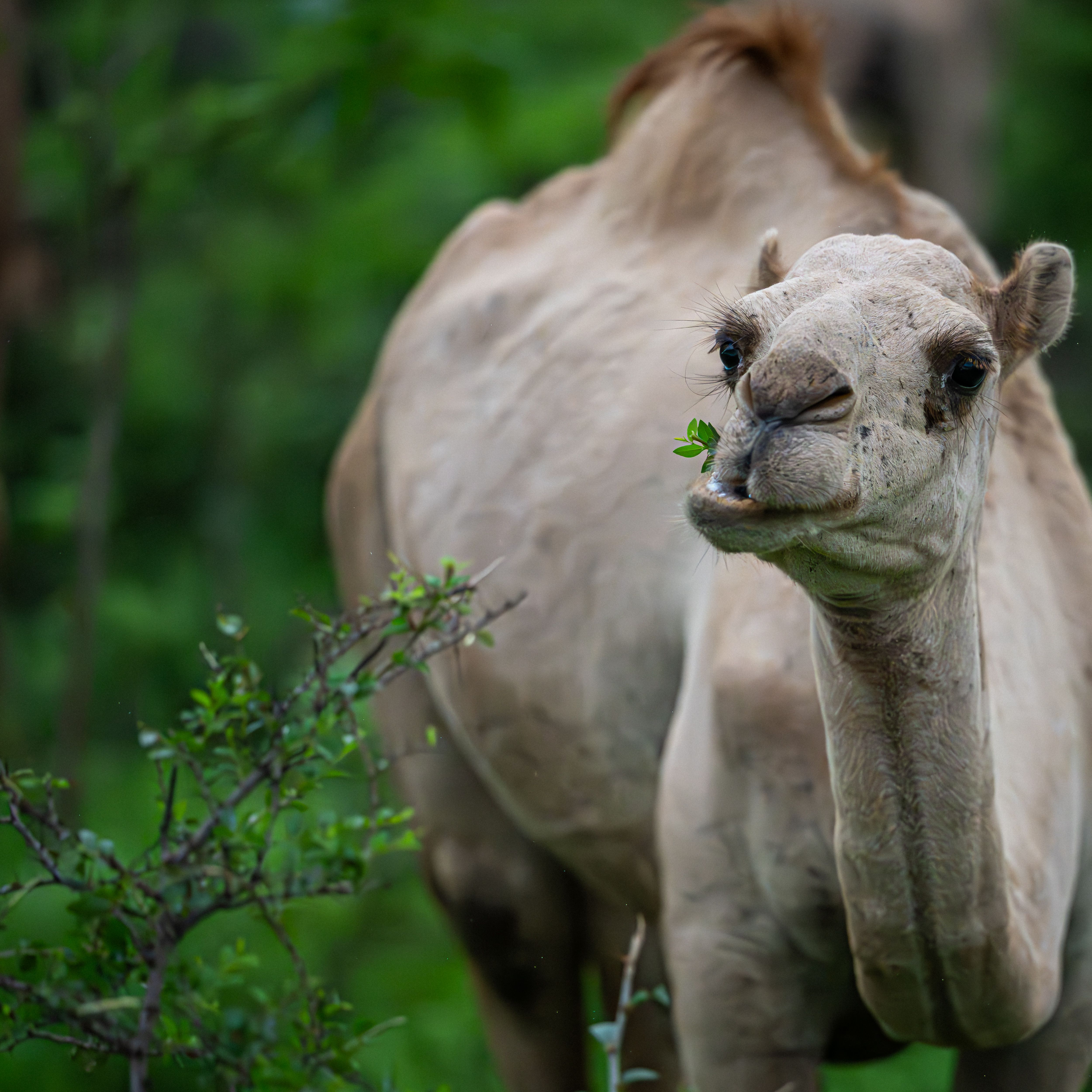 Close-up of a Dromedary Camel in Lush Greenery · Free Stock Photo