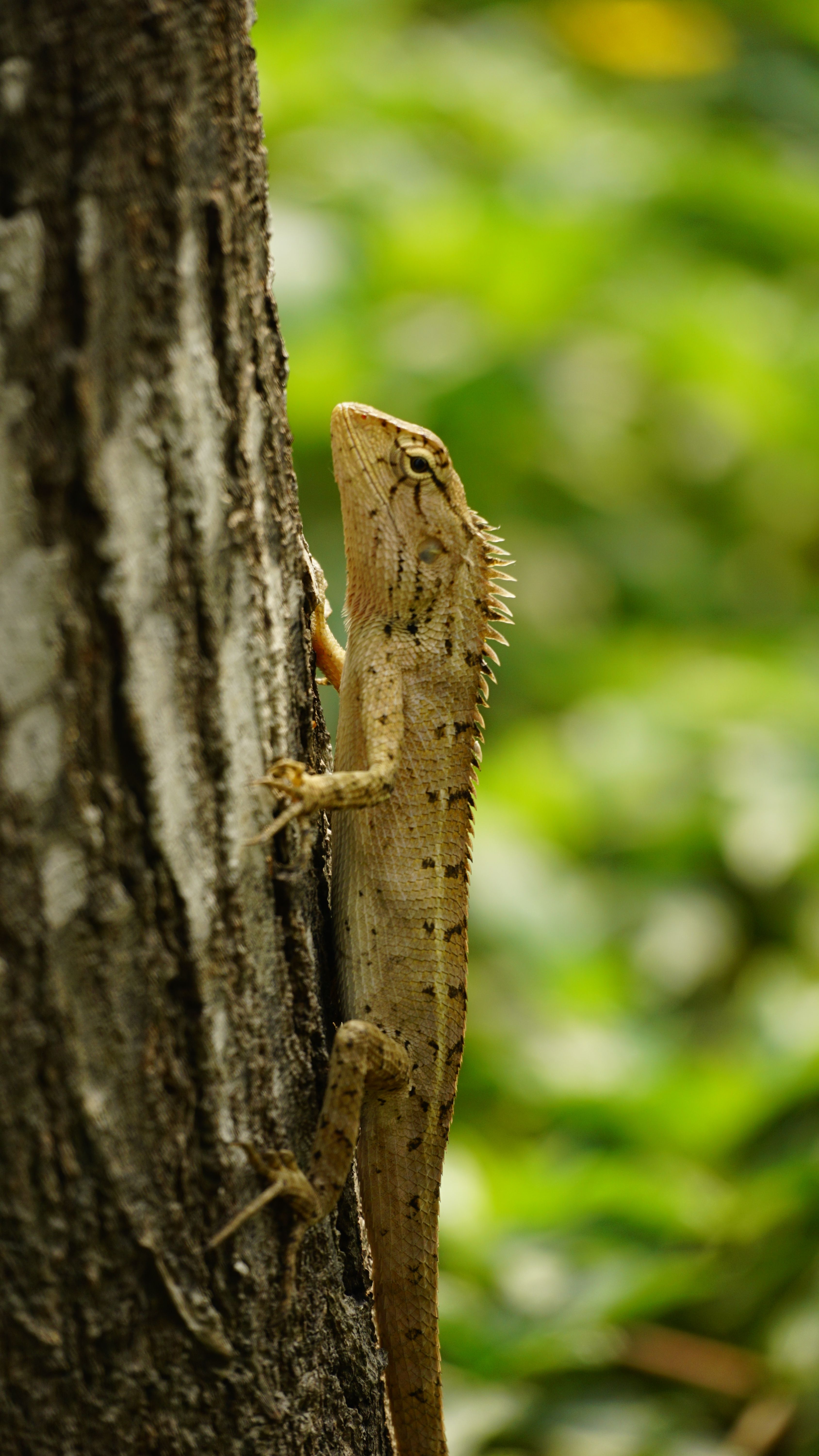 Oriental Garden Lizard on Tree Trunk · Free Stock Photo