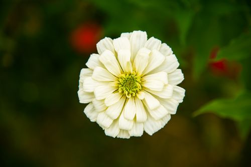 Free Detailed close-up of a white Zinnia flower in vibrant green garden setting, showcasing natural beauty. Stock Photo