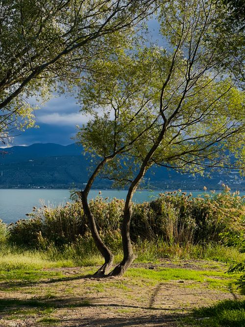 Free A picturesque tree by the lake under bright sunlight with a mountain backdrop, ideal for nature lovers. Stock Photo