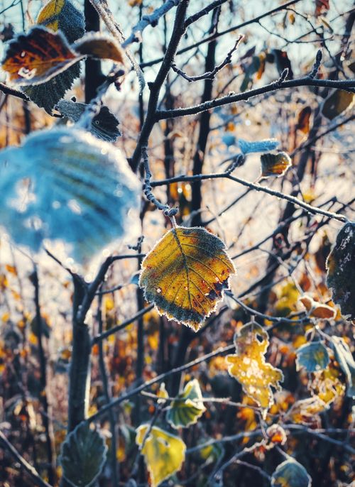 Free Close-up of frost-covered autumn leaves on branches, capturing the crisp morning light. Stock Photo