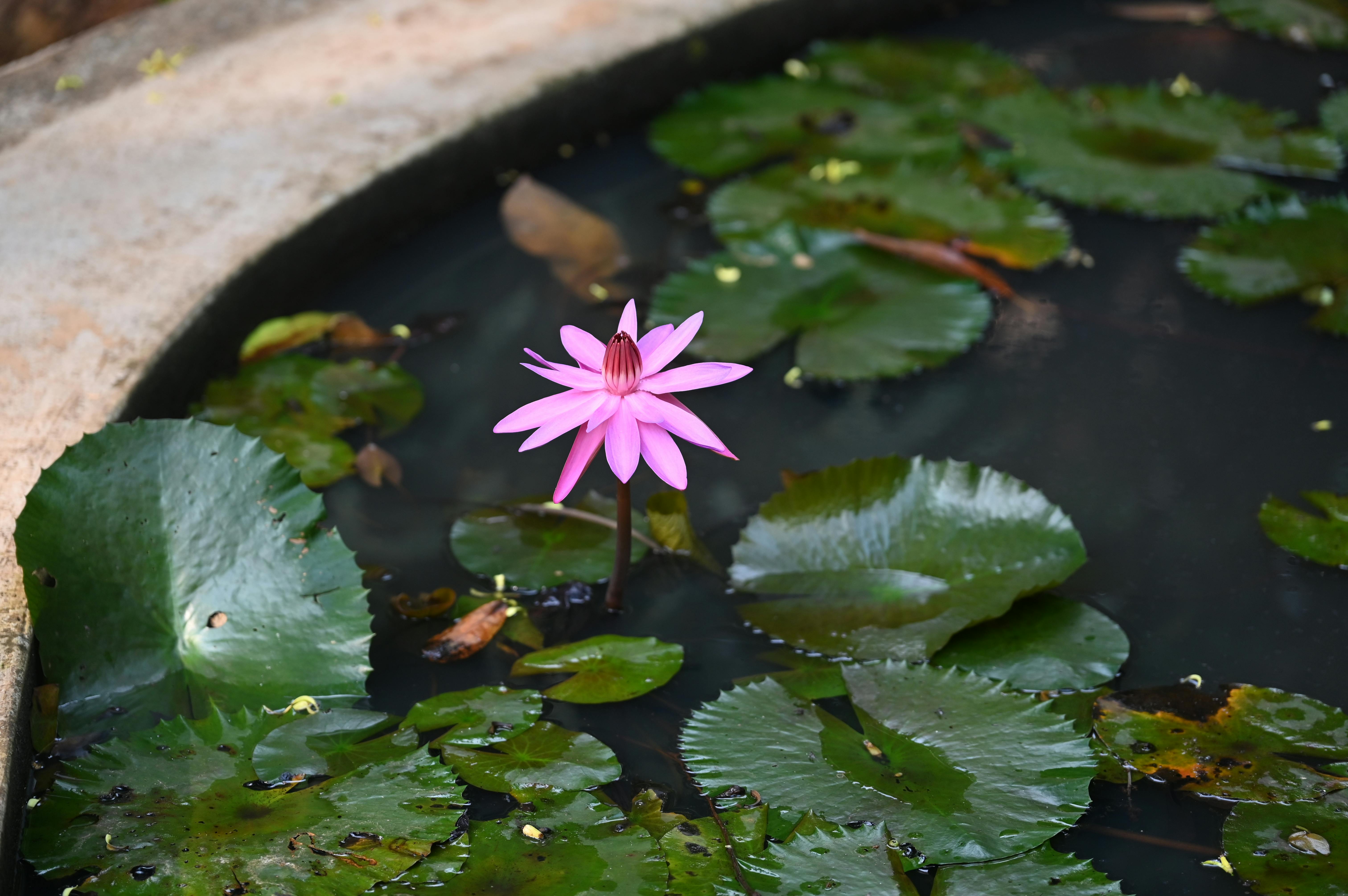 Broadcom股價飆升 AI浪潮推動科技巨頭成市場新寵