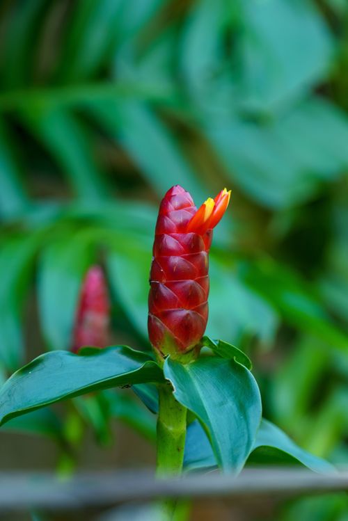 Free Close-up of a red spiral ginger flower in a lush Cambodian garden, Siem Reap. Stock Photo