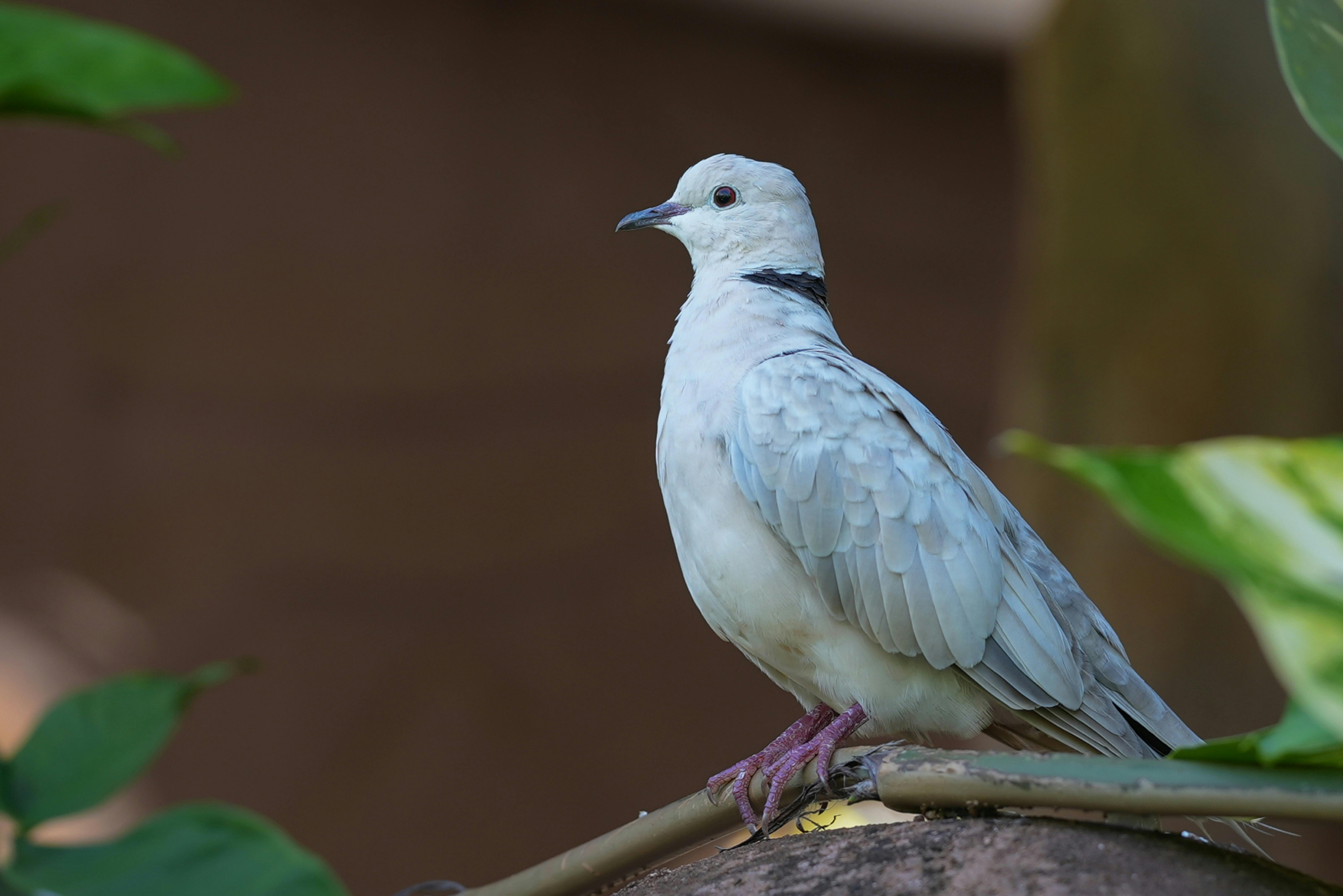 무료 씨엠립의 나뭇가지에 우아한 비둘기가 앉아 섬세한 깃털을 뽐내고 있다. 스톡 사진