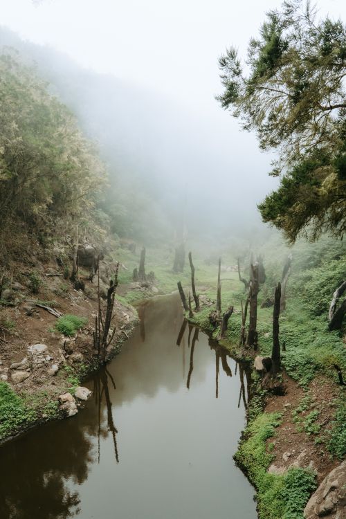 Free Serene reflection of a misty, foggy forest in La Palmita, Canarias, Spain. Calm and atmospheric landscape. Stock Photo
