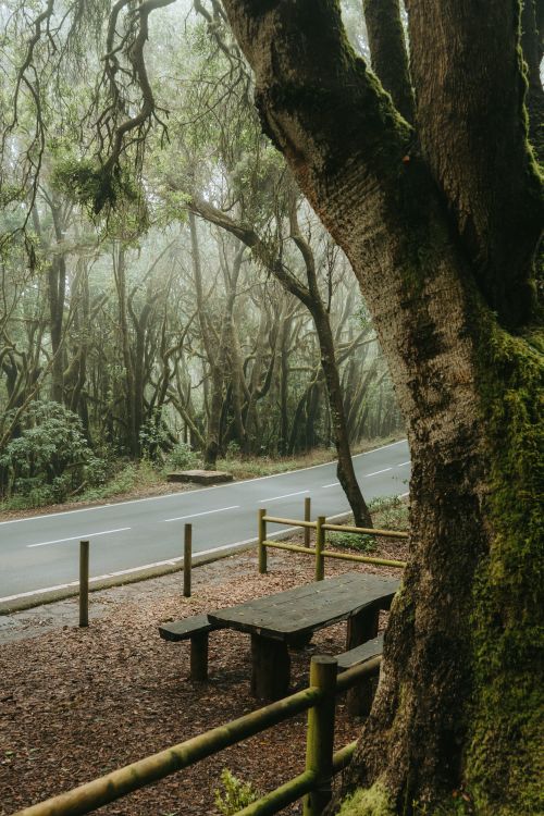 Free Serene misty scene of a laurel forest road with a rustic picnic spot in La Gomera. Stock Photo