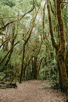 Free stock photo of atmosphere, canary islands, enchanted