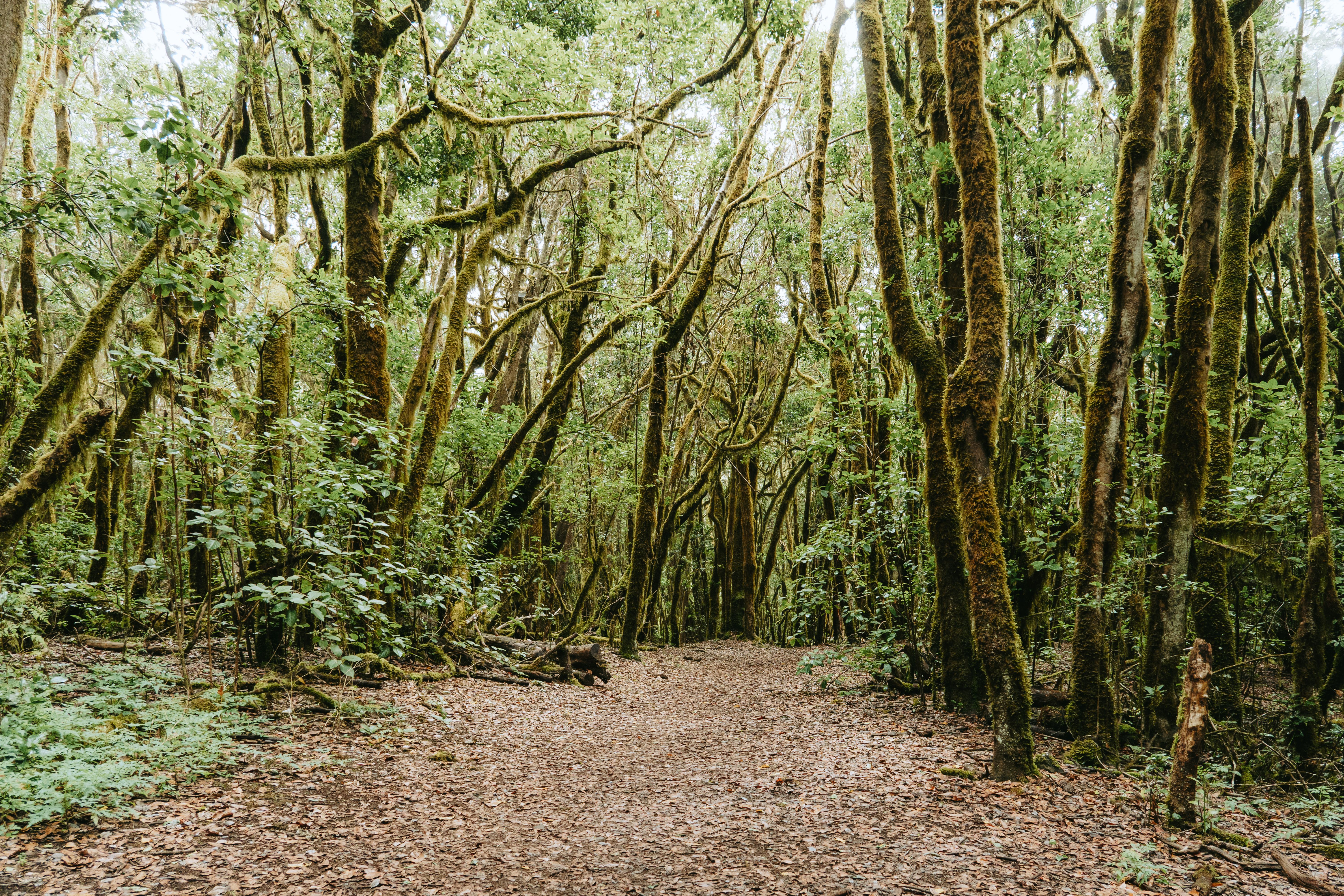 Moss-covered ancient trees in the misty Laurisilva forest of Garajonay National Park