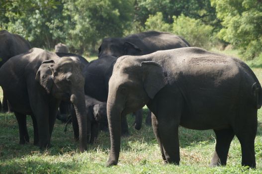 Group of Asian elephants grazing in a lush, green forest clearing under daylight.