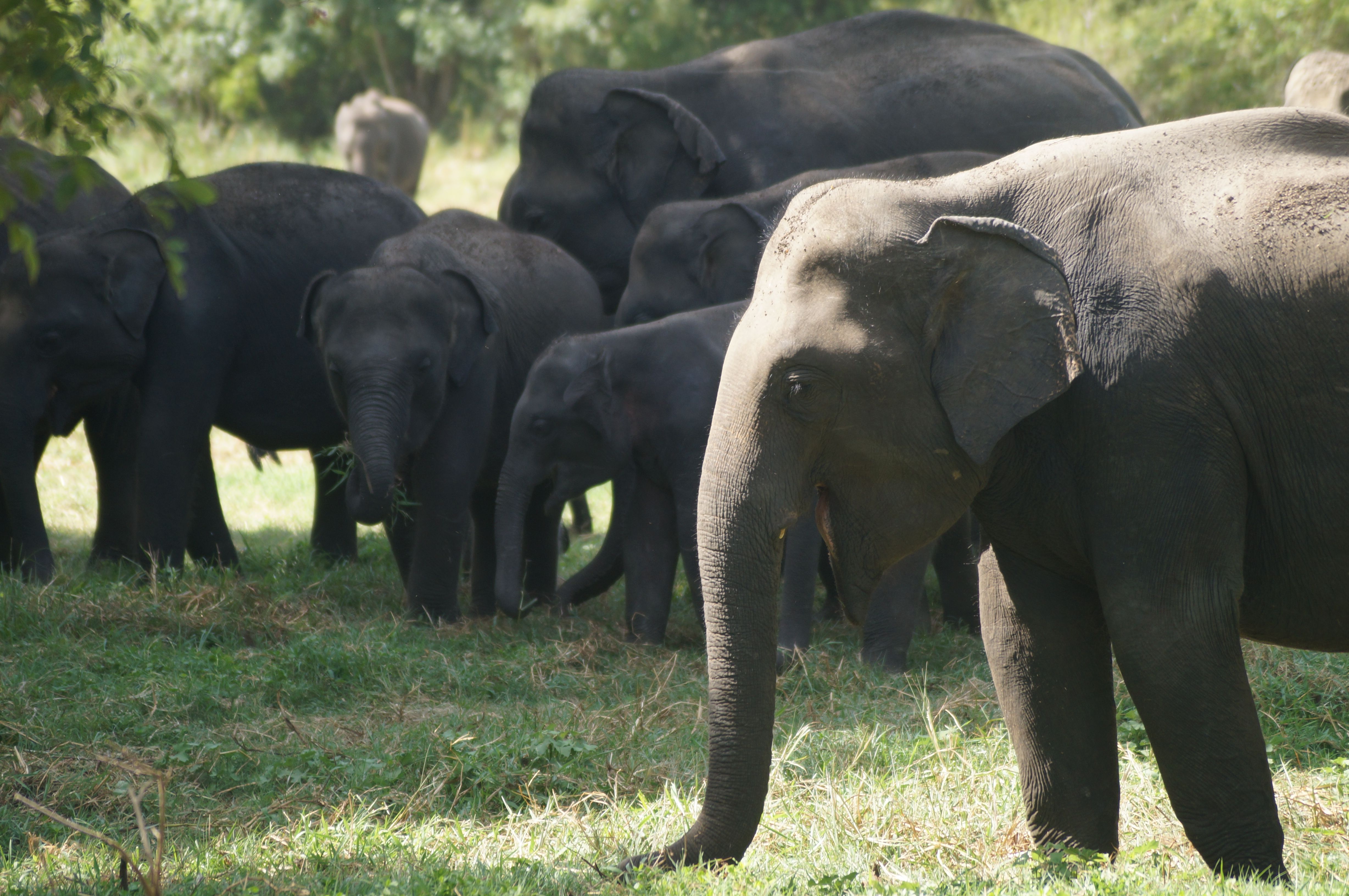 A peaceful herd of Asian elephants foraging under the sunlight in a grass-filled forest.