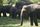 elephant family
