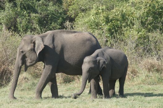 elephant photo
