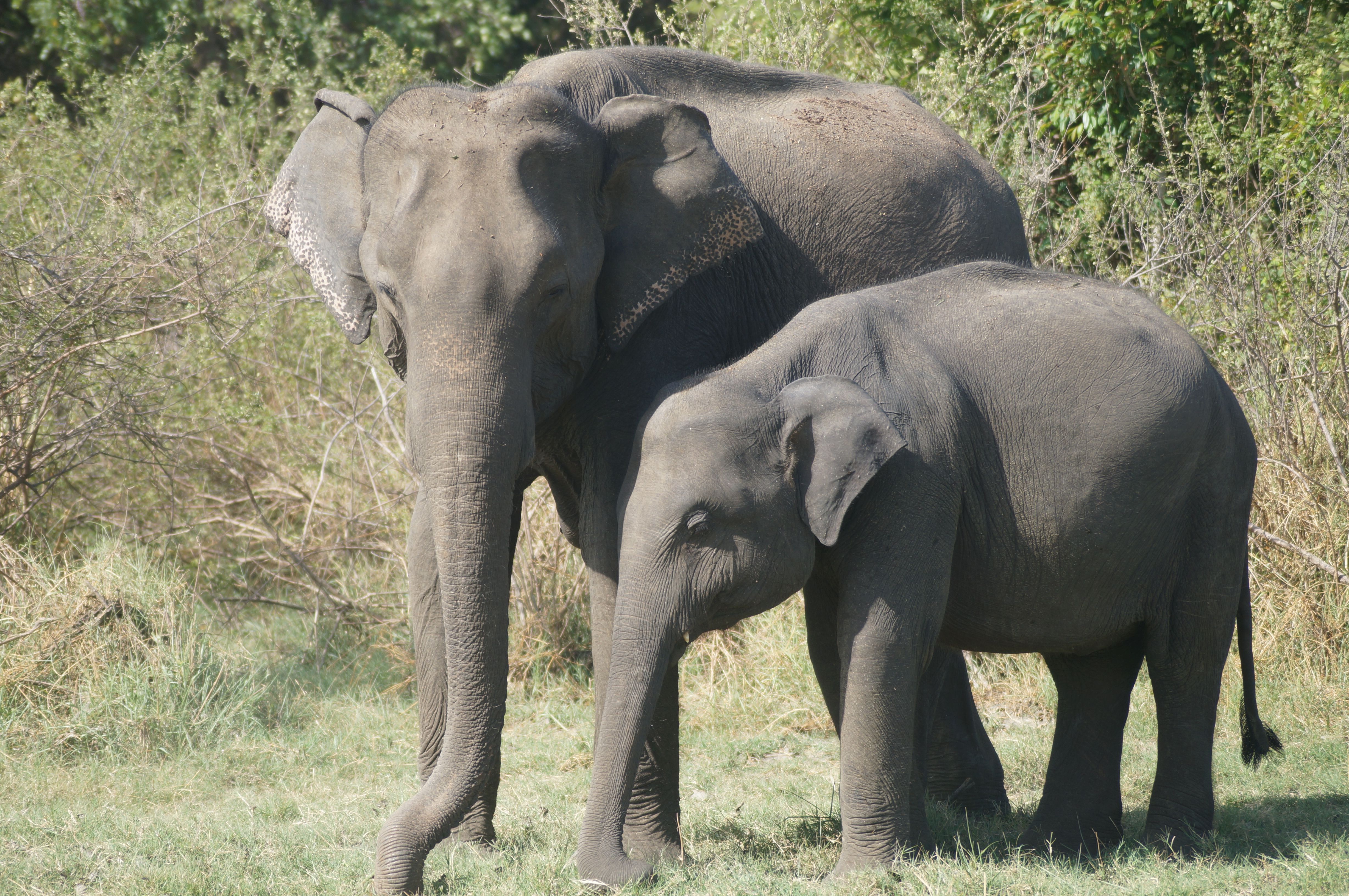 Yala National Park Sri Lanka Hotels: Where to Stay Near Wildlife