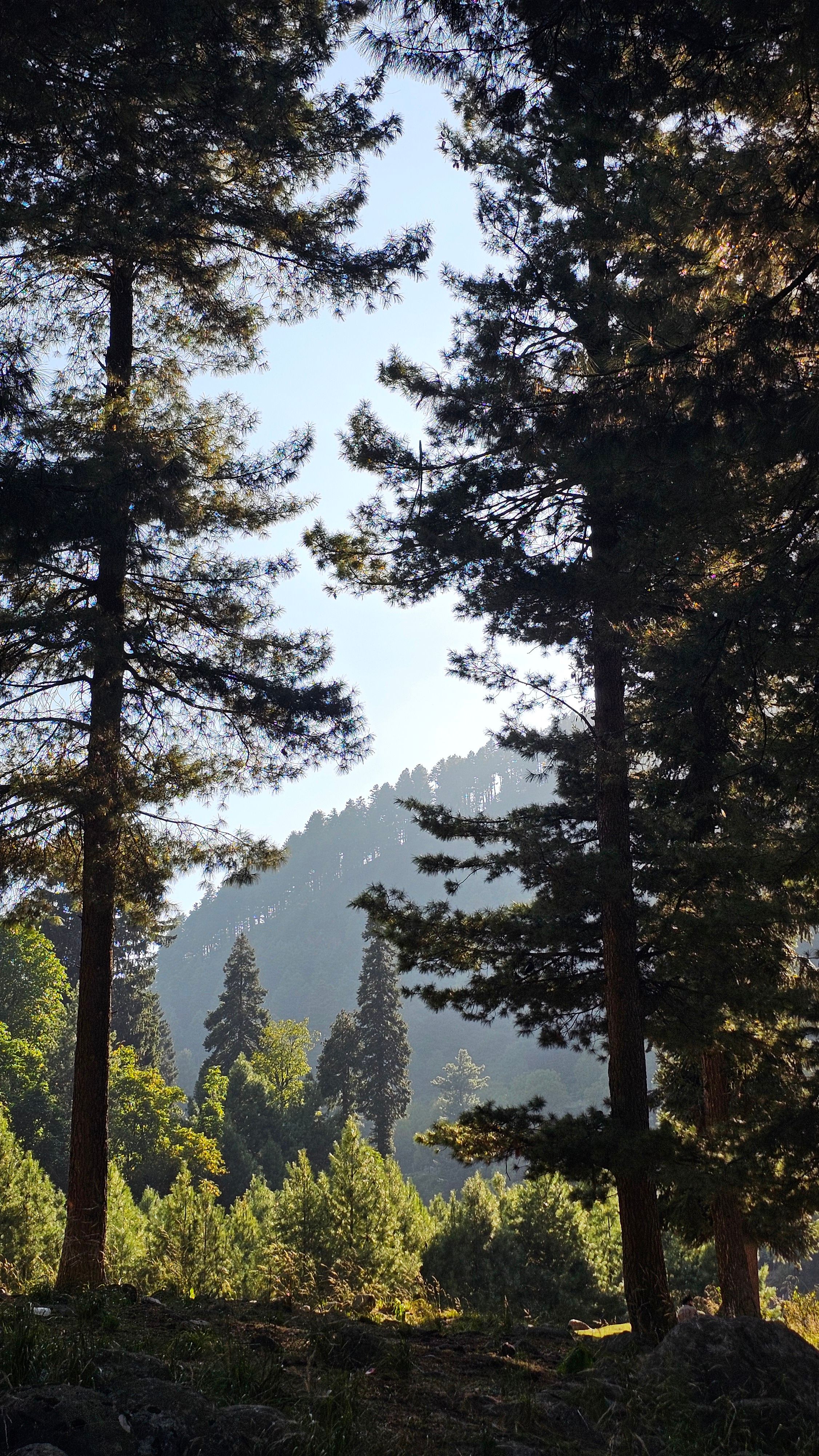 Scenic Forest View with Mountain Background · Free Stock Photo