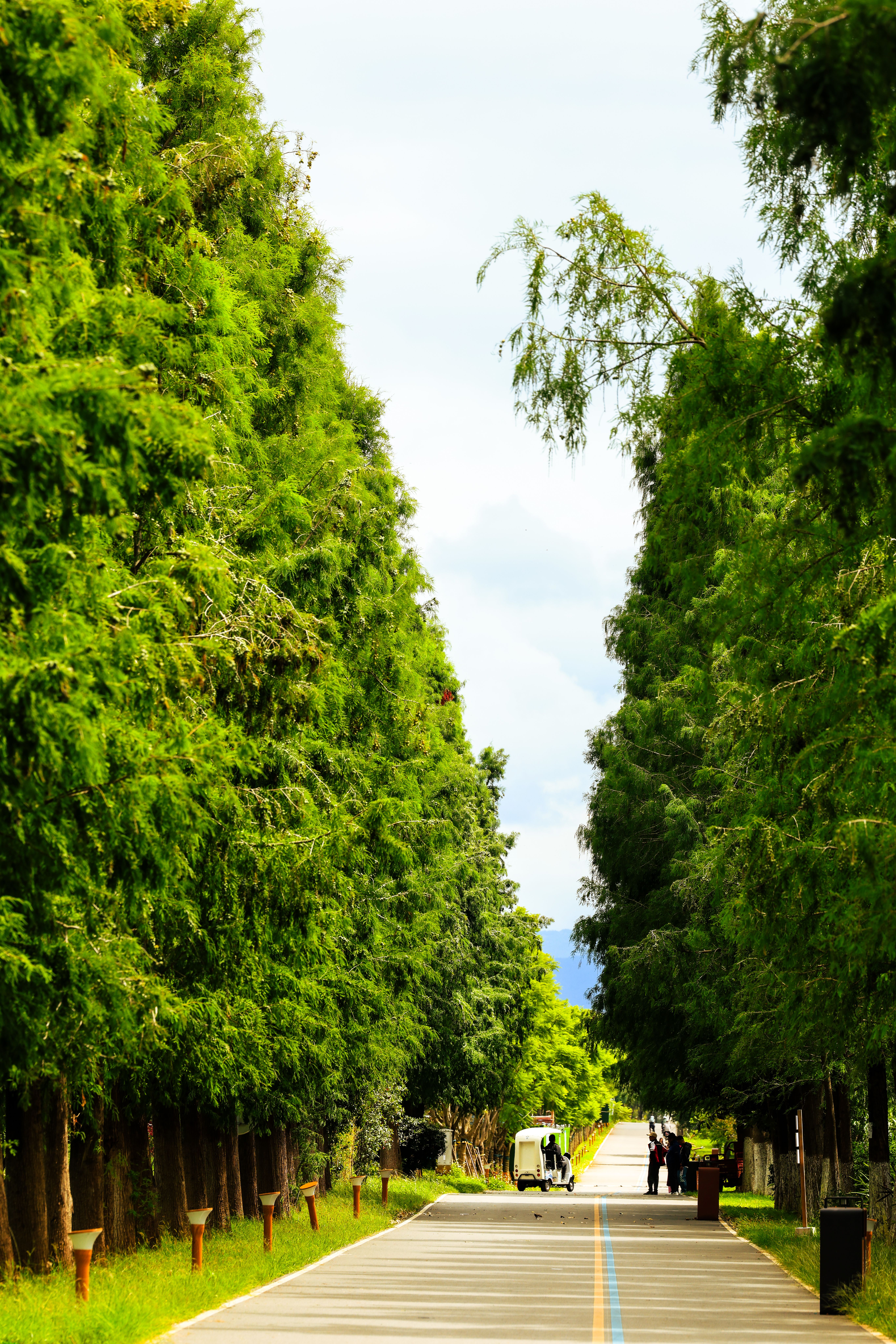 Lush Green Pathway Lined with Towering Trees · Free Stock Photo