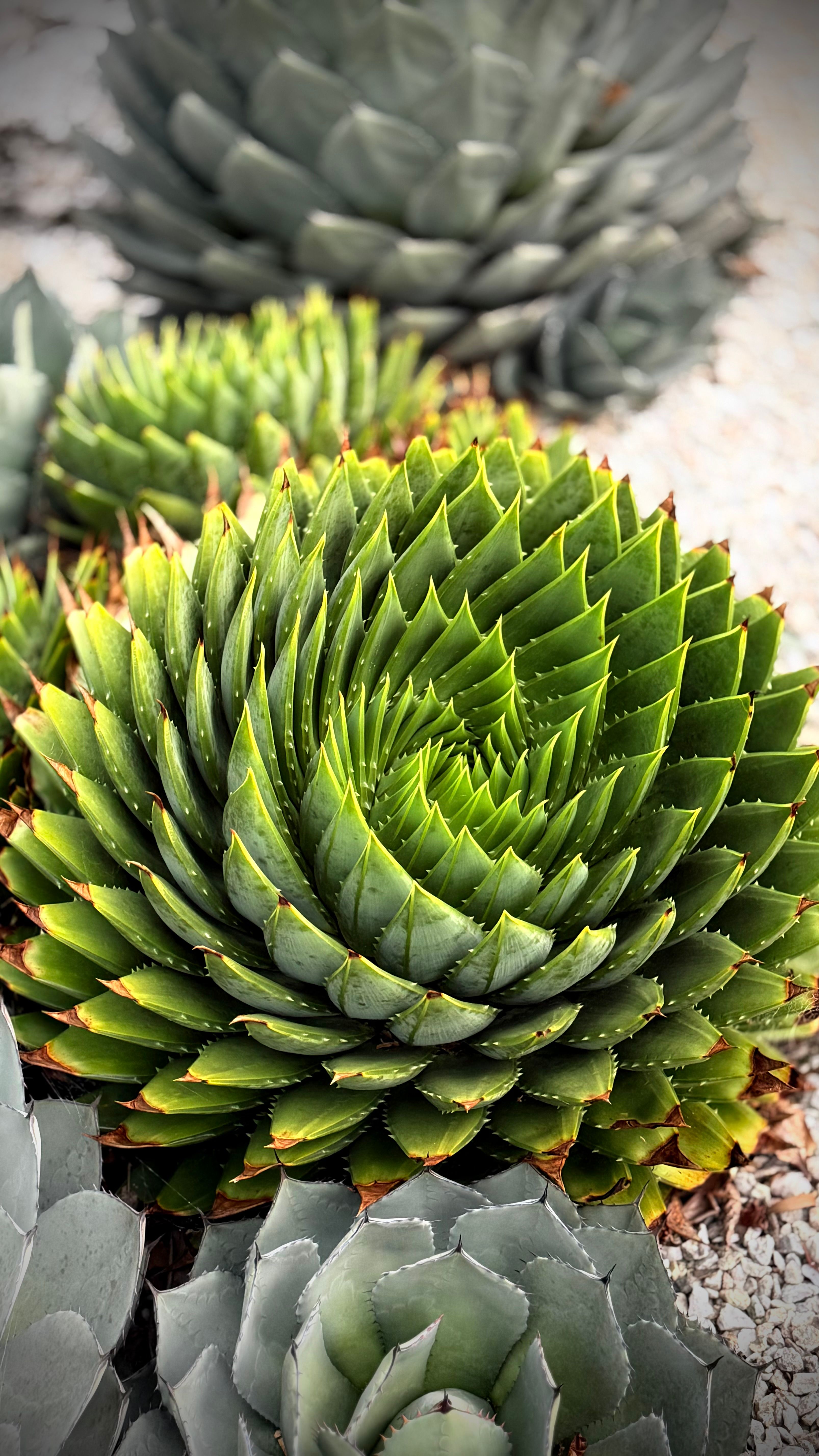 Captivating Spiral Aloe Succulent Close-Up  Free Stock Photo