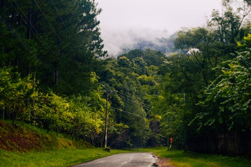 Why Forest Trails Steam After a Cold Morning Rain