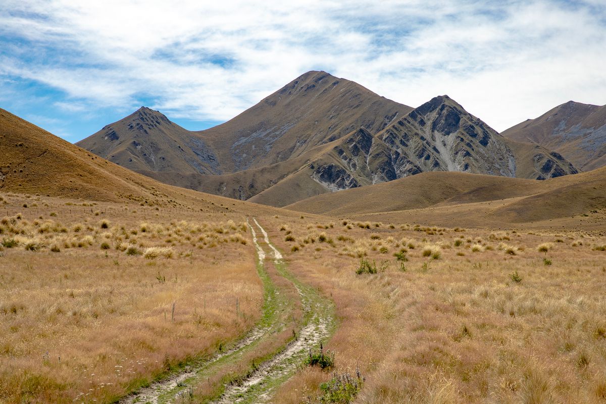 The track breaking out above the bushline onto dry gold tussock, jagged peaks holding old snow ahead.