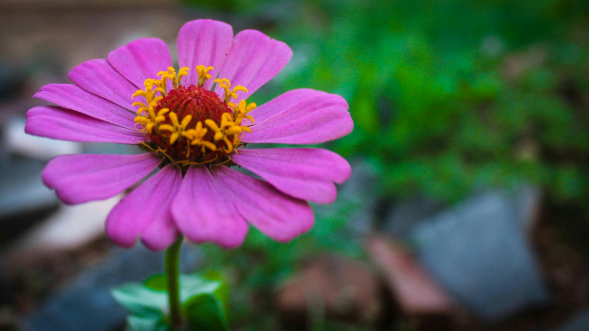 Foto Stok Gratis Tentang Alam Bunga Penuh Warna