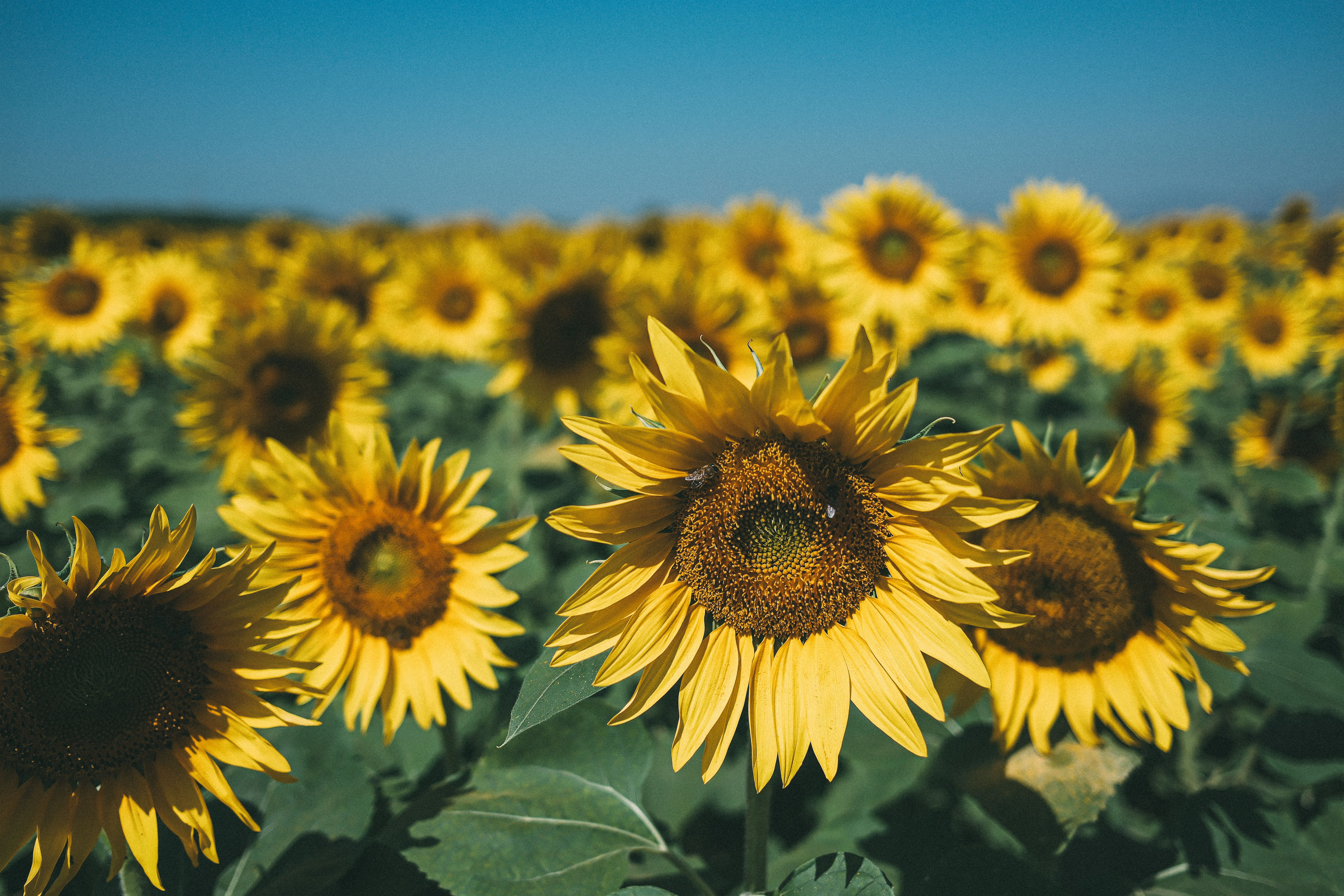 Lush sunflower field under a blue sky, capturing summer's vibrant essence.