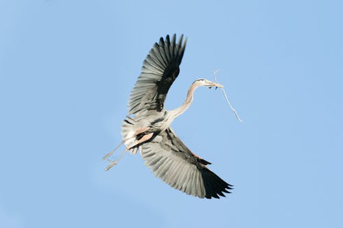 Free stock photo of feathers, great blue heron in flight, nest building
