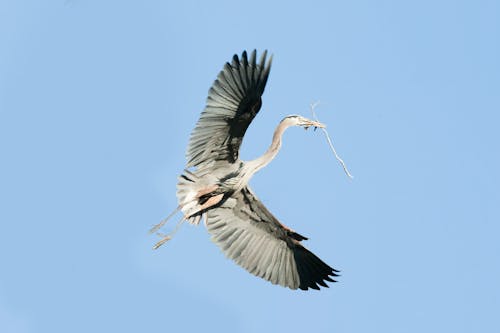 Free Základová fotografie zdarma na téma budova nest, křídla, pírka Stock Photo