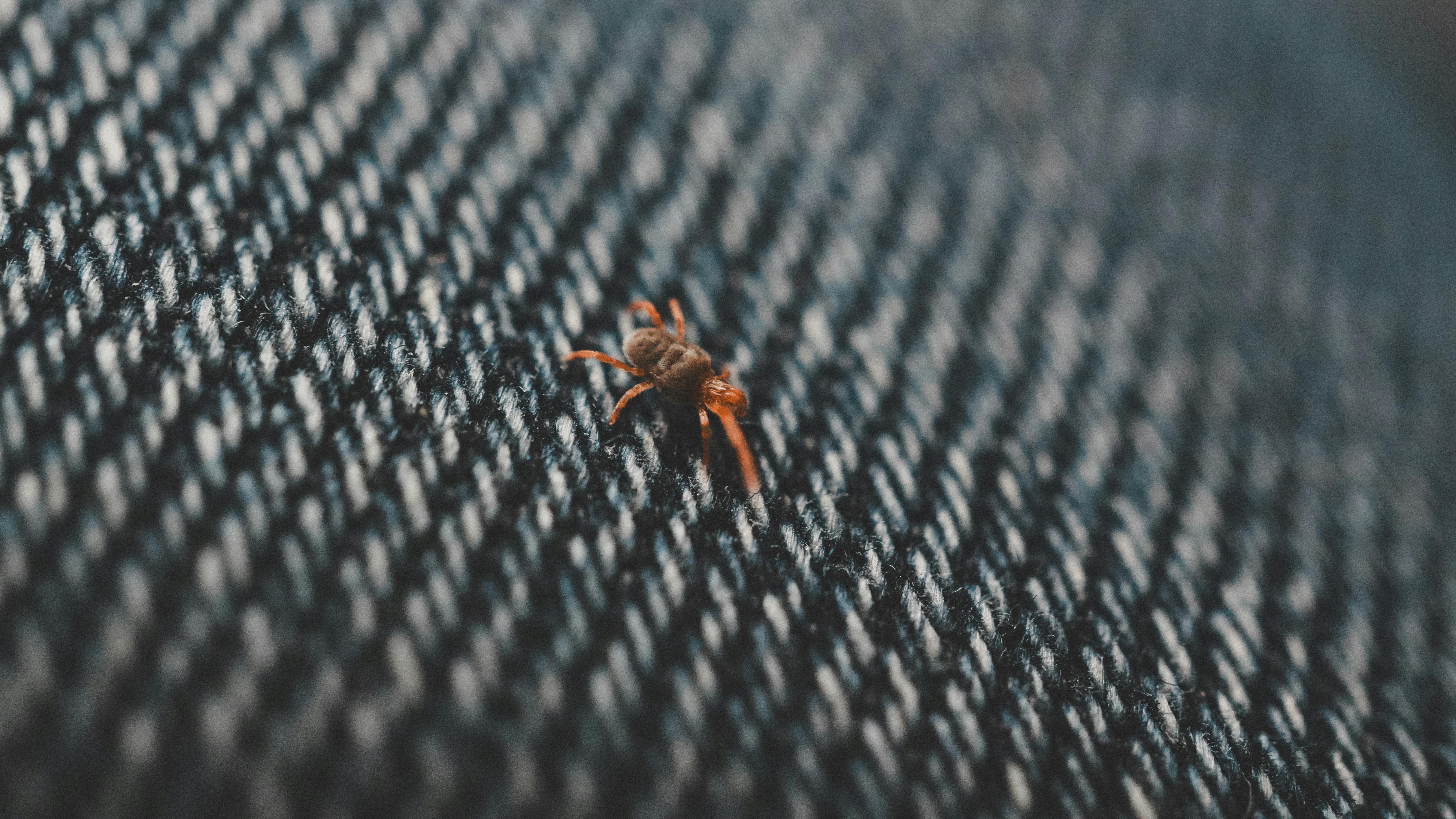 Macro shot of a small spider on blue denim fabric, showcasing texture and detail.