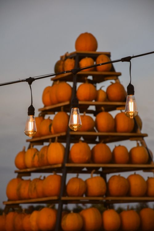 Free A pyramid of stacked pumpkins with warm string lights at dusk, capturing a cozy autumn evening. Stock Photo