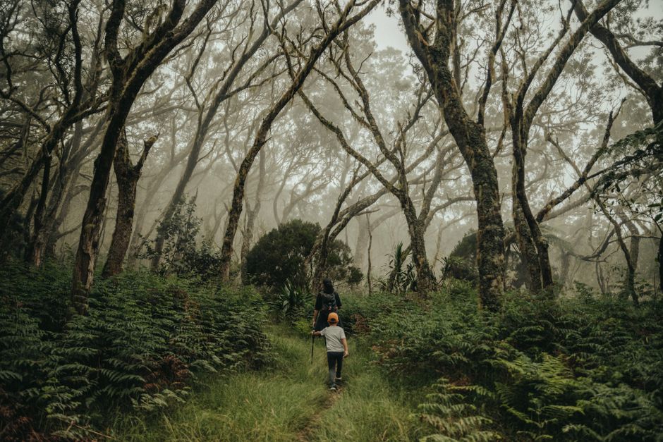 Randonneurs sur un sentier forestier brumeux dans les Hauts de La Réunion