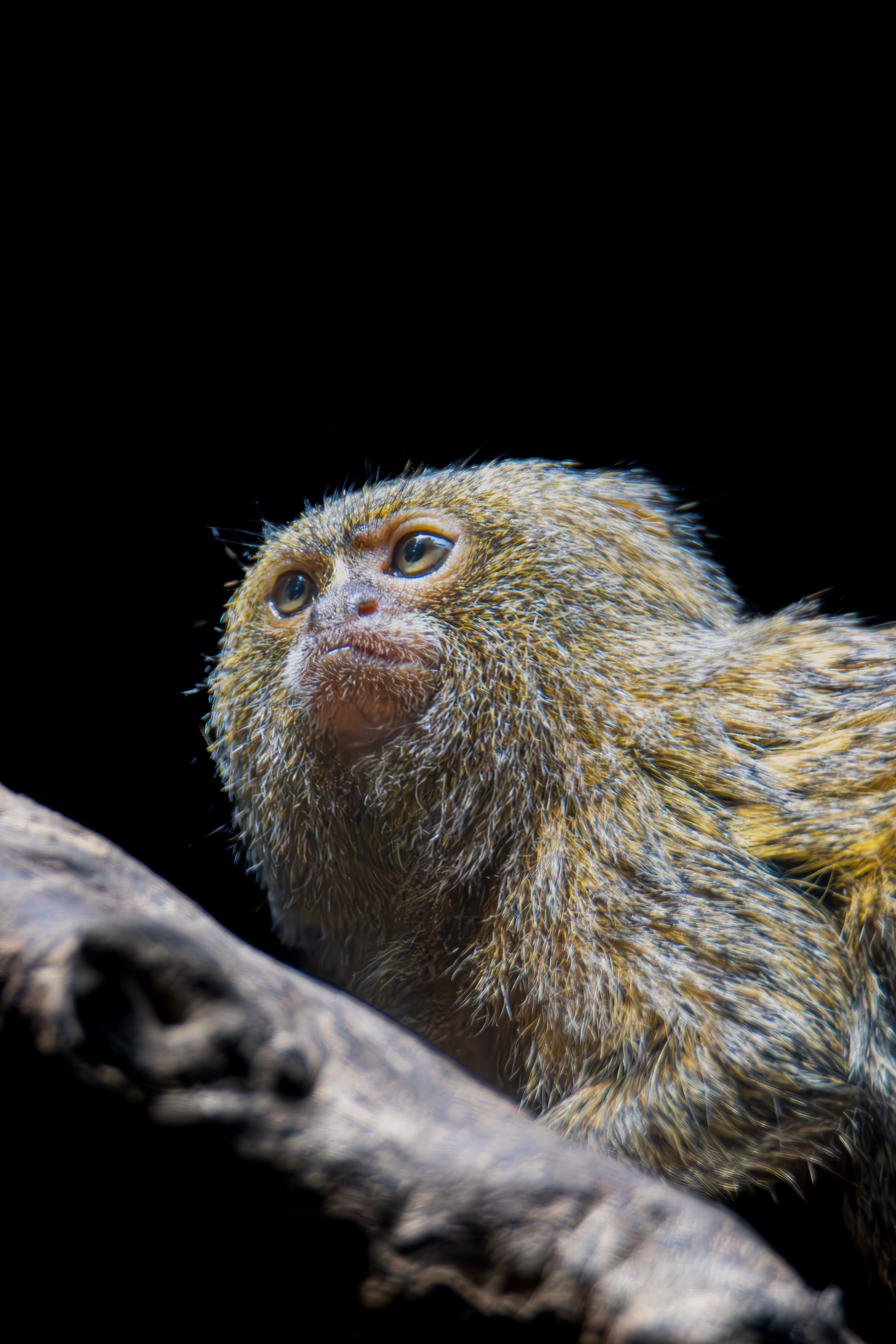 Captivating Portrait of a Pygmy Marmoset · Free Stock Photo