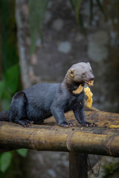 Free A tayra enjoys a banana in a lush Colombian forest. Nature and wildlife captured beautifully. Stock Photo