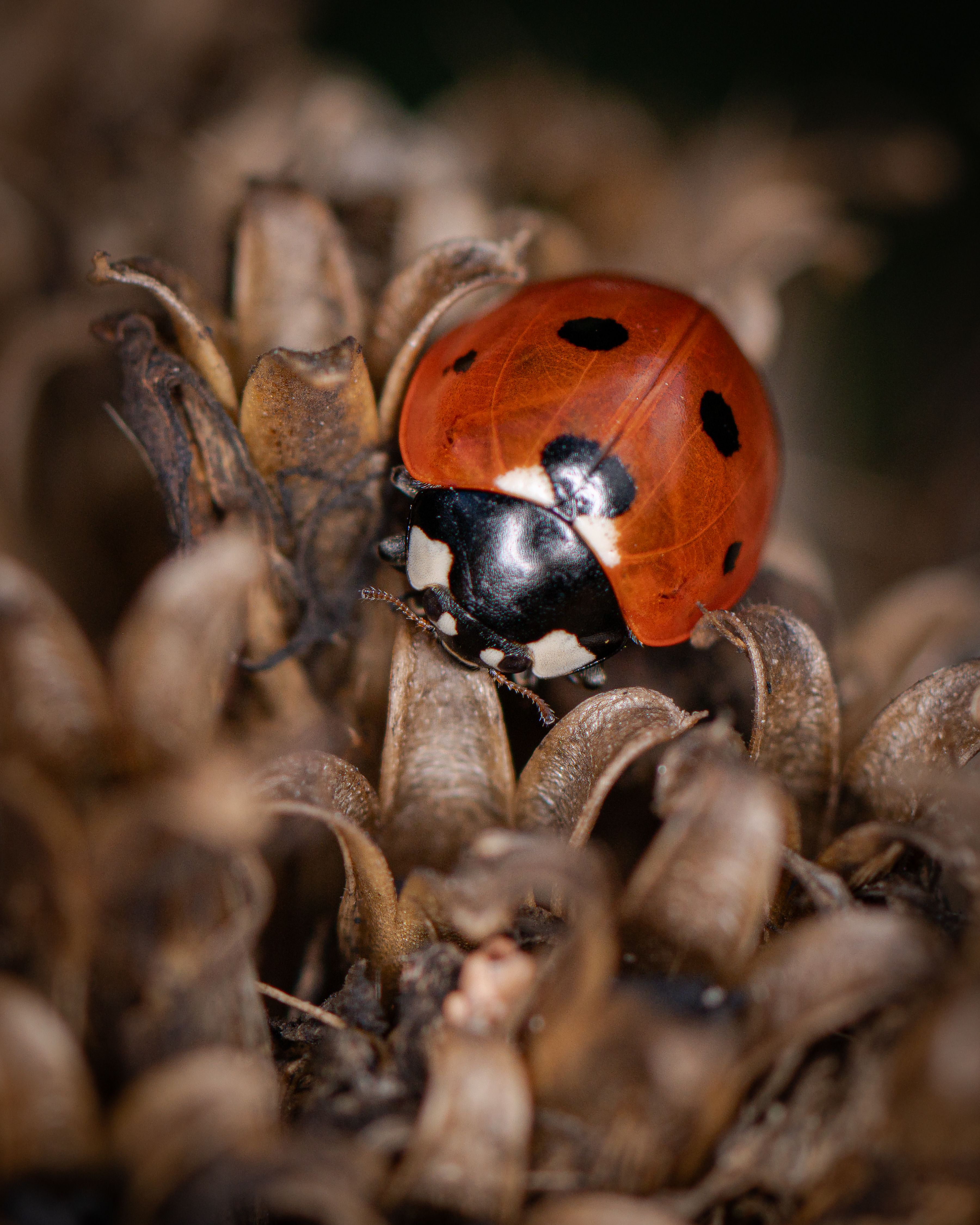Close-up of a Seven-Spotted Ladybug on Dry Plant · Free Stock Photo